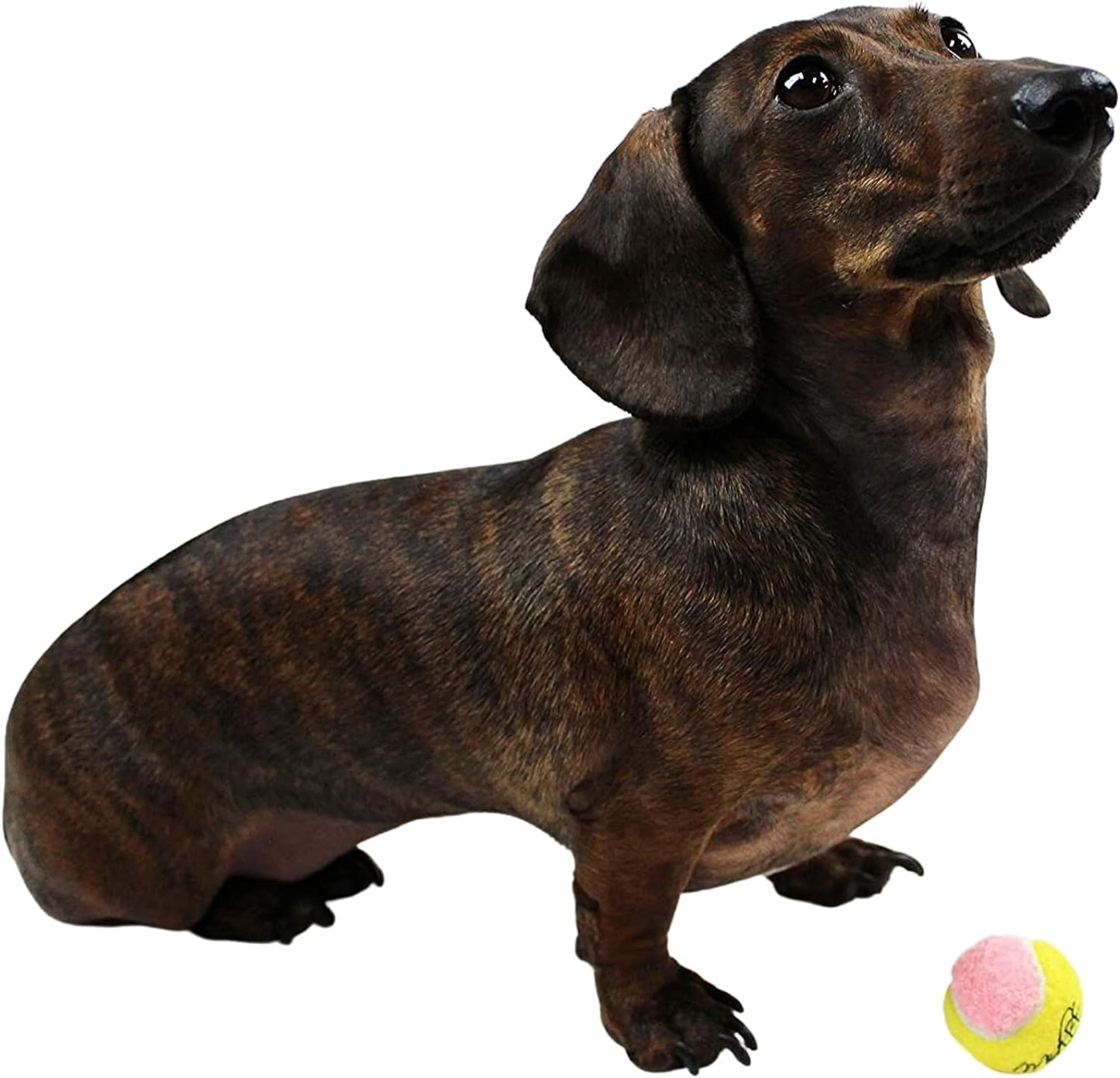 X-Small Dog Tennis Balls 1.5" - Pack of 12 Mini Fetch Balls for Puppies - Yellow and Pink